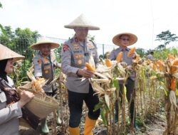 Polres Serang Polda Banten Bersama Petani Panen Raya Jagung di Lahan 10 Hektar