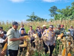 Lahan 2 Hektar Hasilkan 12 Ton, Kapolres Serang Panen Jagung di Cikande